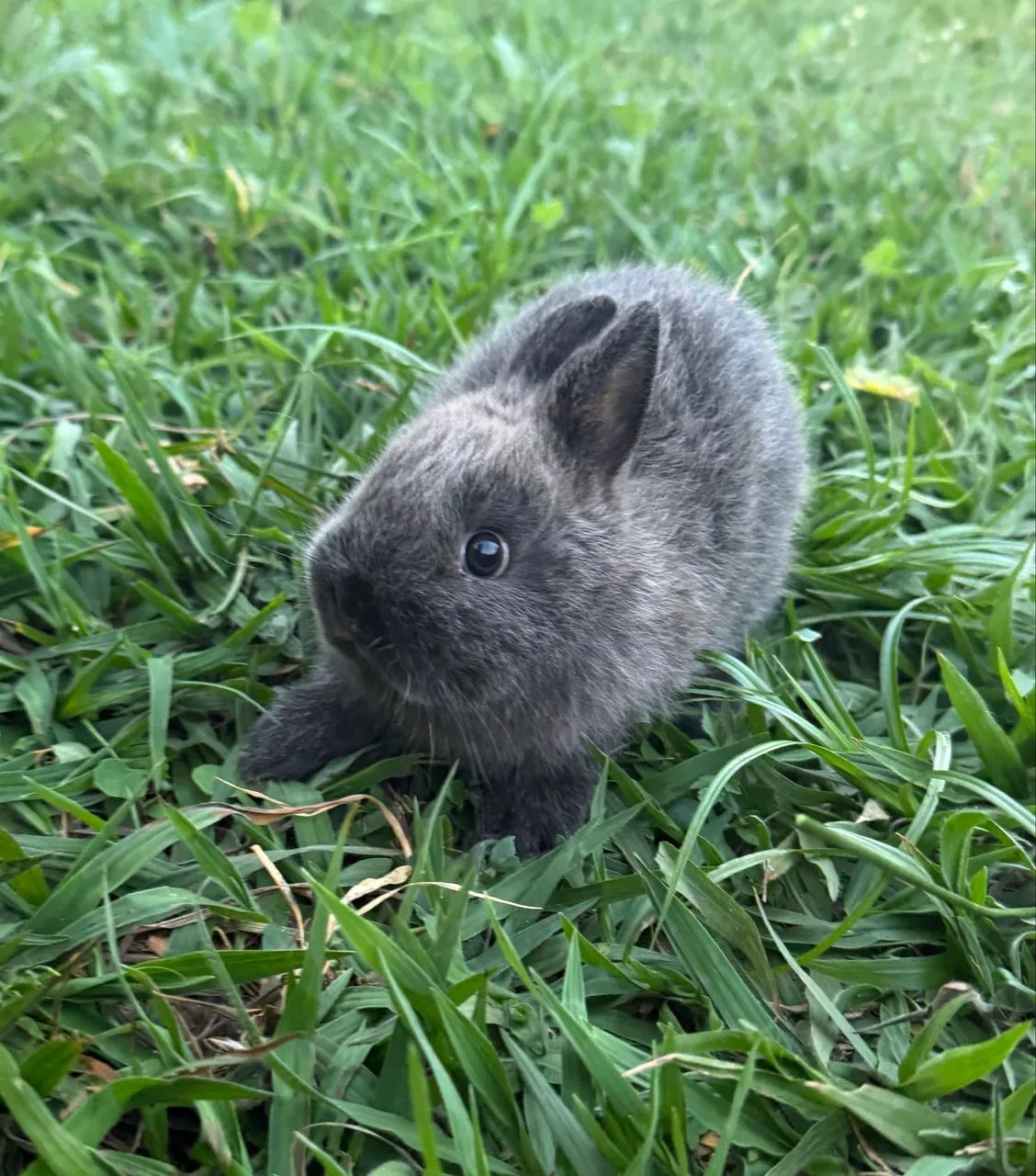 Mini coelho, Netherland  - Foto 4