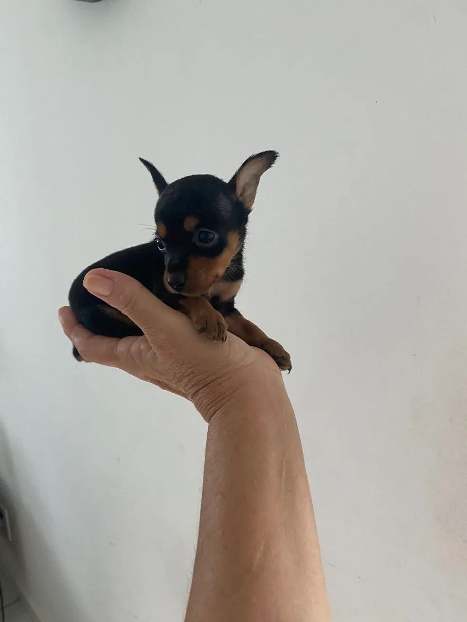 Pinscher miniatura  - Foto 2