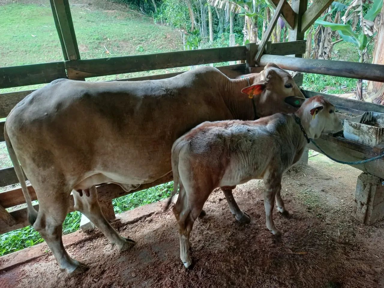 Vaca com bezerro