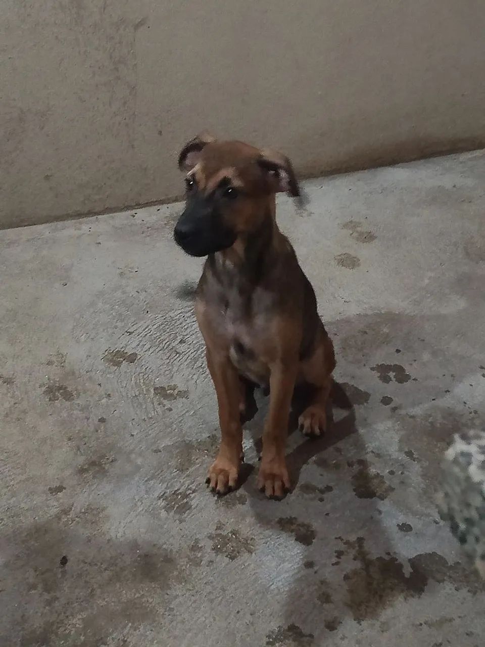 CÃES FILHOTES PARA ADOÇÃO RESPONSÁVEL  - Foto 2