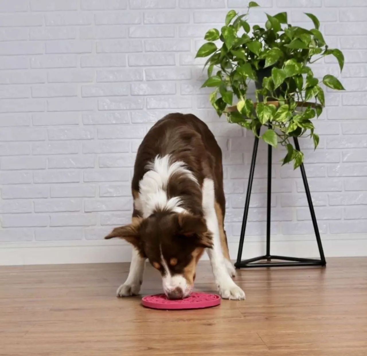 Comedouro interativo para Cães  - Foto 2