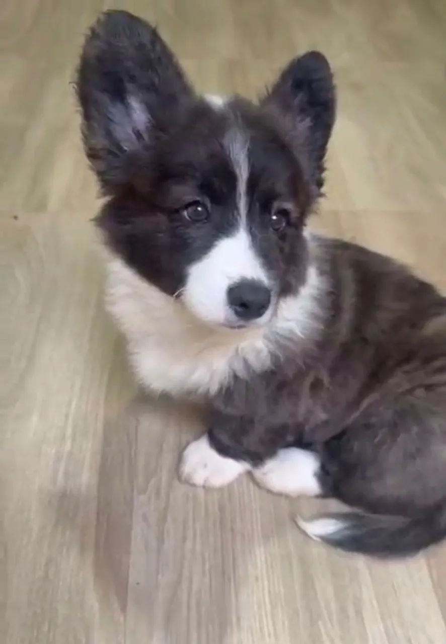 Filhote Corgi macho  - Foto 3