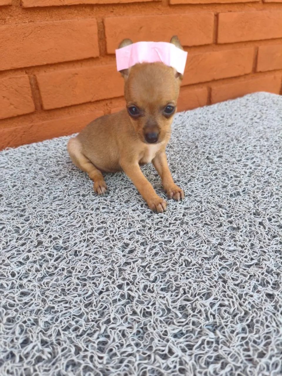 Pinscher mini muito amor em forma de filhote
