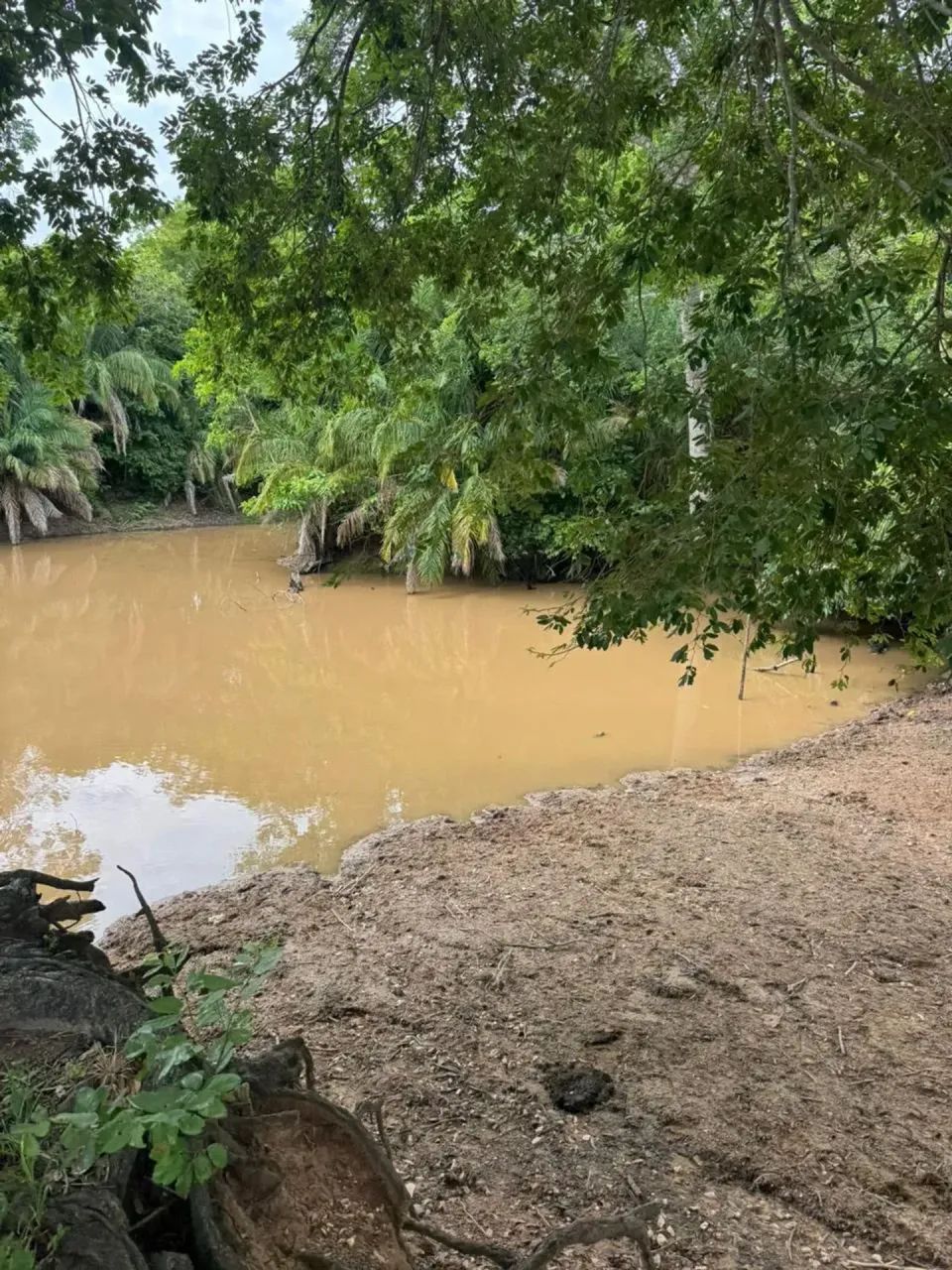 CÓD577  Fazenda 154 ha Dupla Aptidão | Região do Taboco/MS - Foto 5