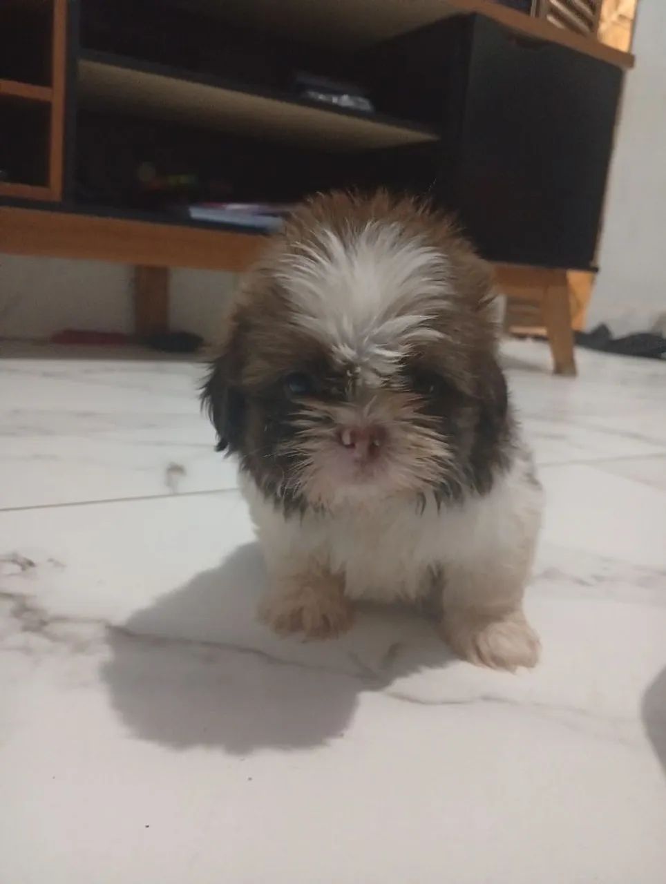 Shitzu mini - Foto 4