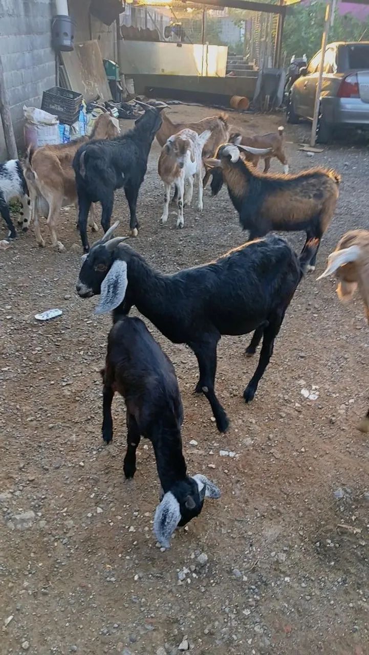 Bode cabra cabrito Ovelha carneiro  - Foto 3