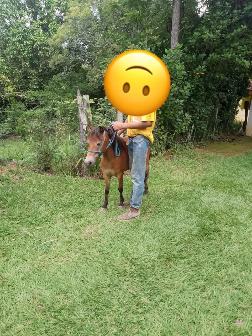 Casal de mini pônei  - Foto 2