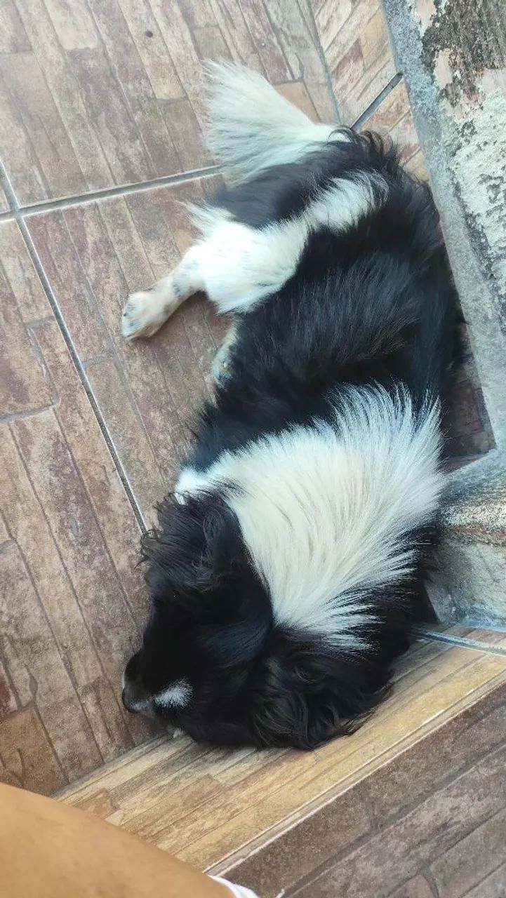 Doando Dois Shitzu machos. - Foto 4