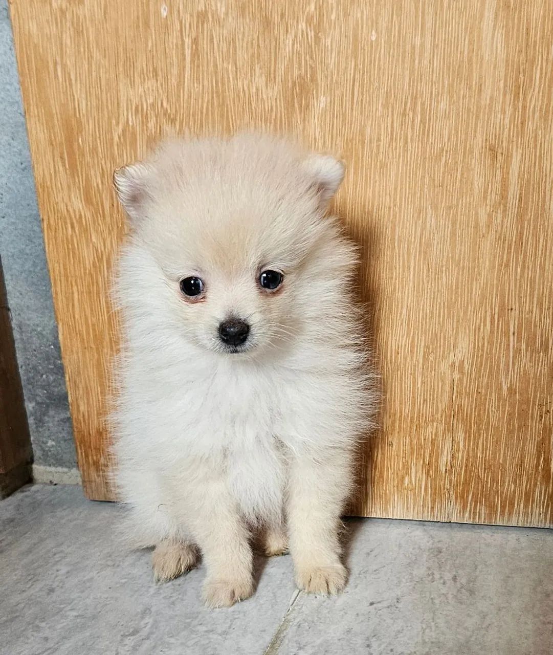 Spitz Alemão macho - Foto 2