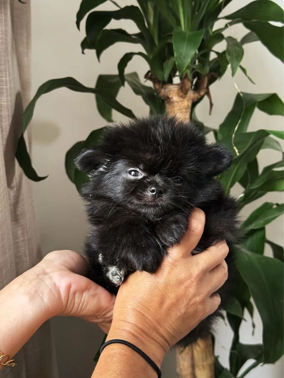 Lulu da pomerânea fêmea anã  - Foto 2