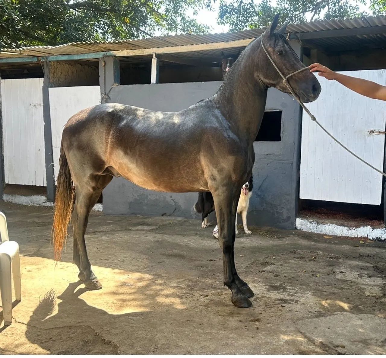 Mangalarga Marchador 