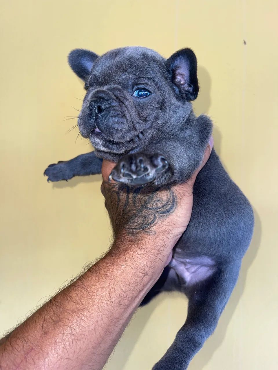 Bulldog francês  - Foto 2