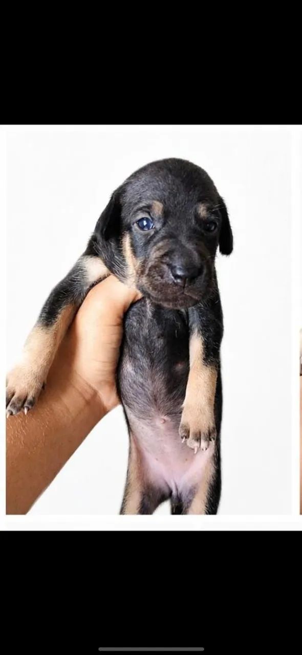 Cachorro - Foto 3
