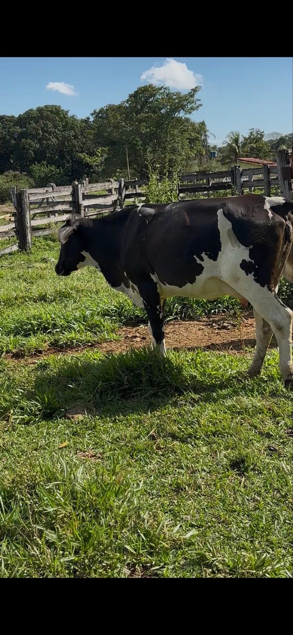 Vacas à venda 