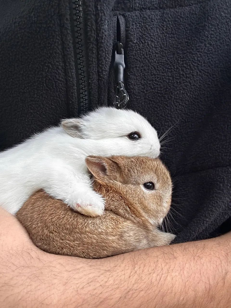 Netherland dwarf filhotes  - Foto 2
