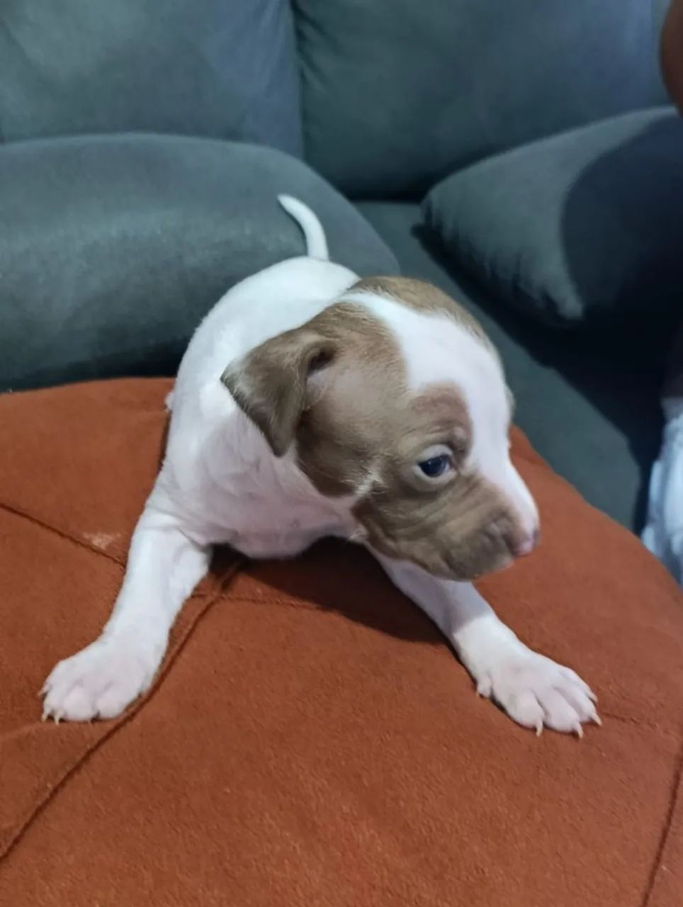 Filhotes de Pit Bull  - Foto 4