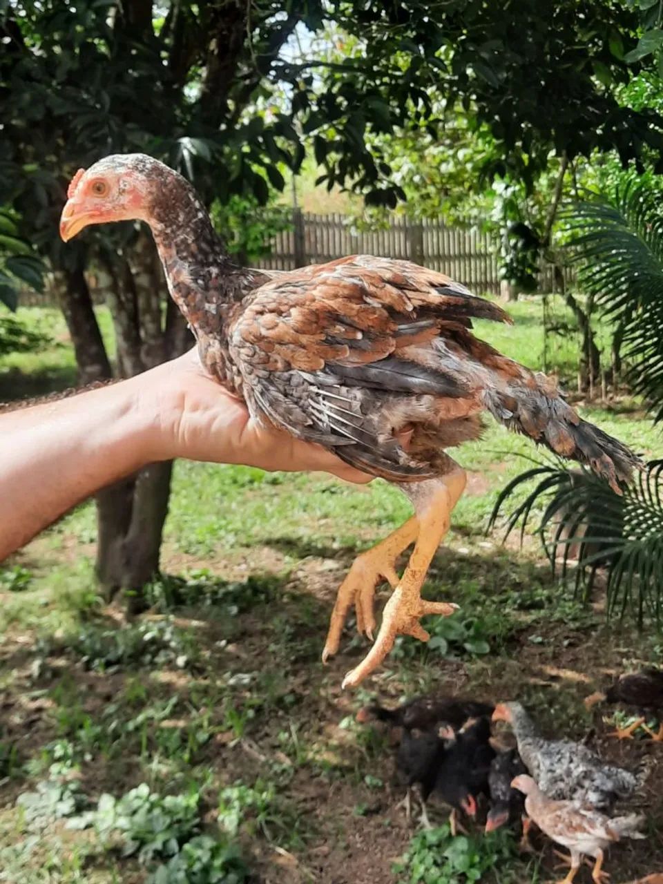 Fragoso e pintos  - Foto 2