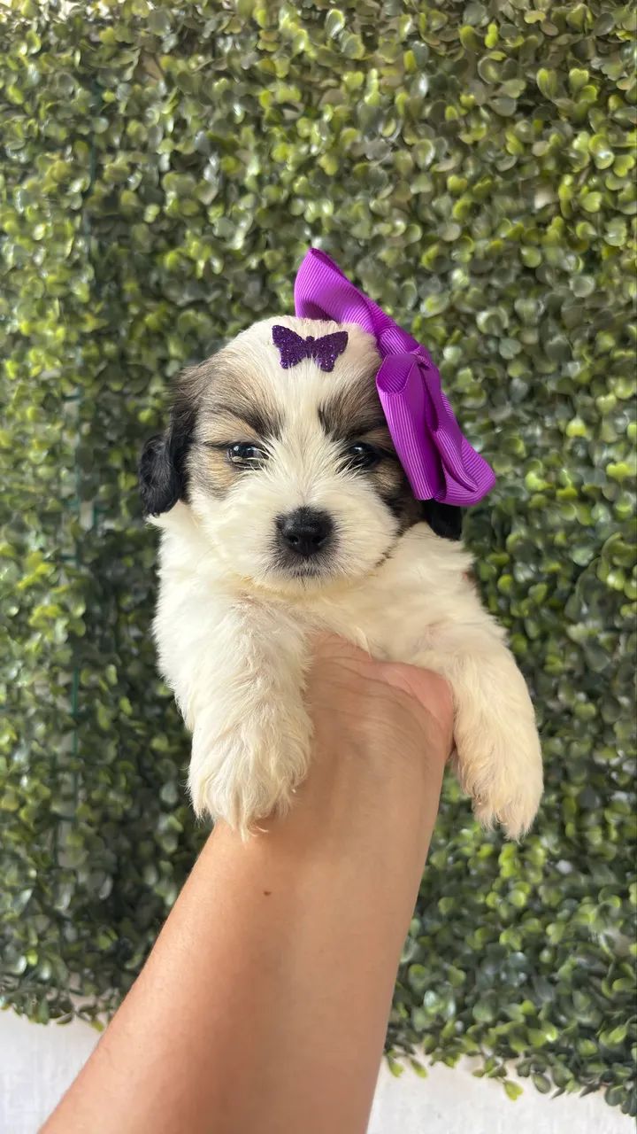 Shihtzu macho e fêmea  - Foto 2