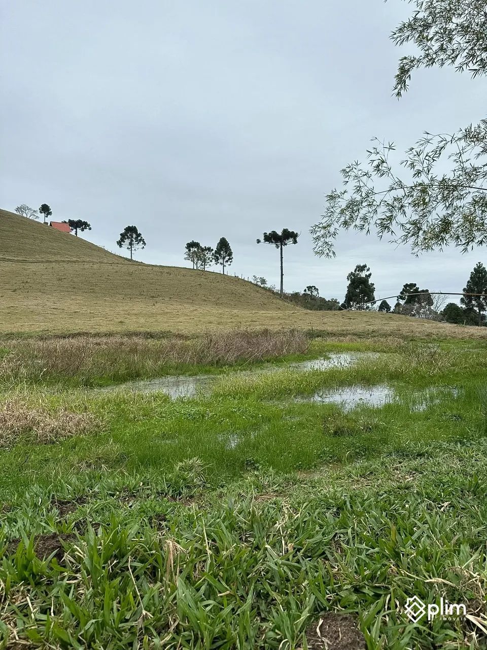 Sítio de 3,8 hectares  Bom Retiro, Serra Catarinense - Foto 3