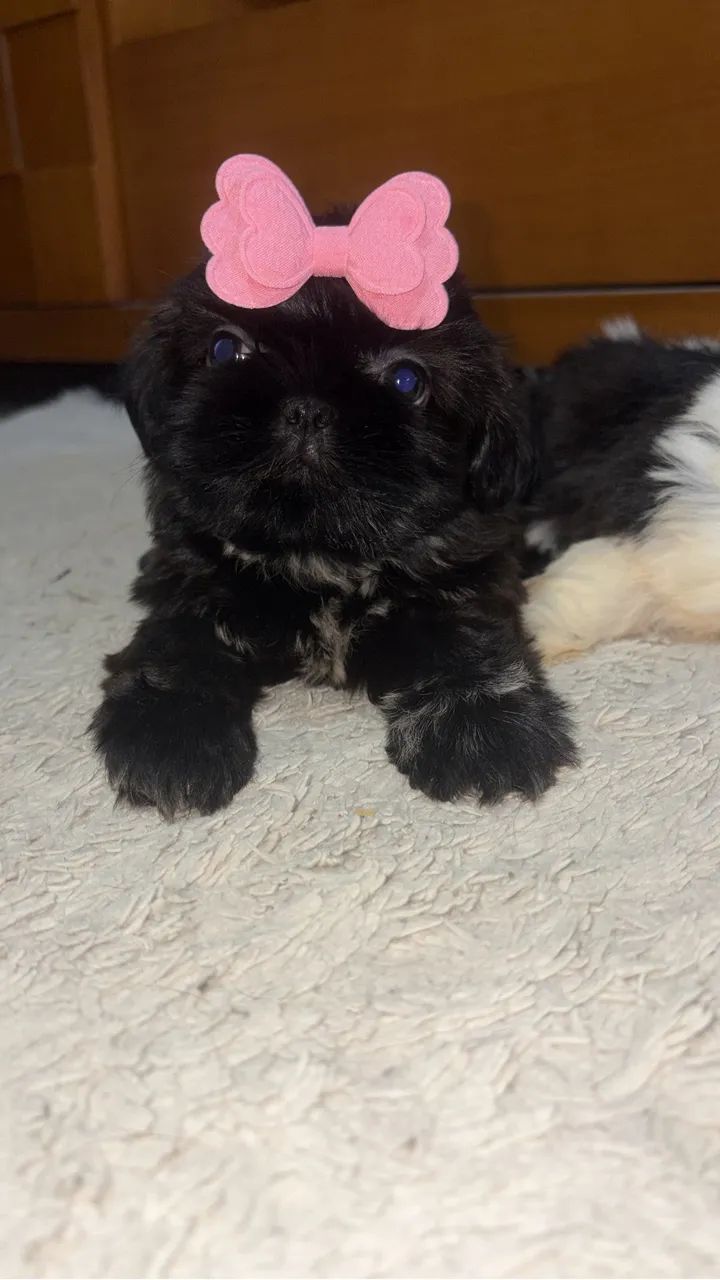 Shih tzu