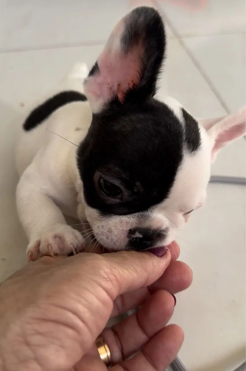 Buldogue francês macho - Foto 4