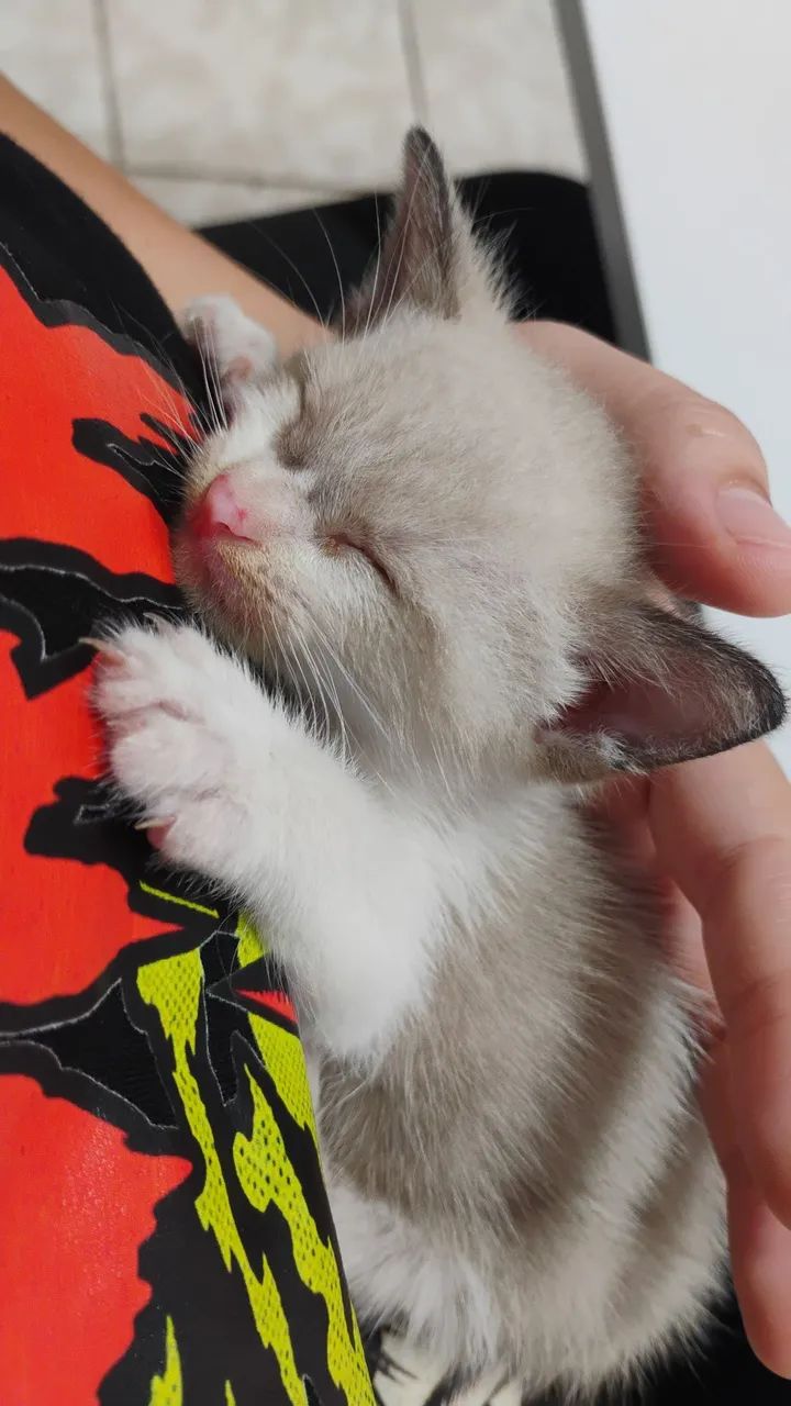 Gatinho lindo (Macho)
