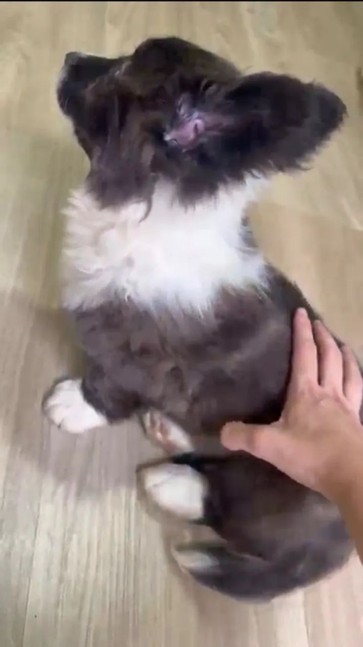 Filhote Corgi macho  - Foto 4