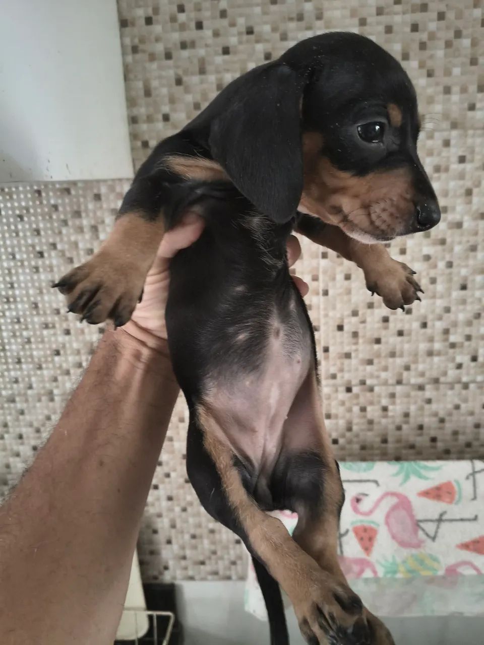 SALSICHA MACHO E FÊMEA  - Foto 2