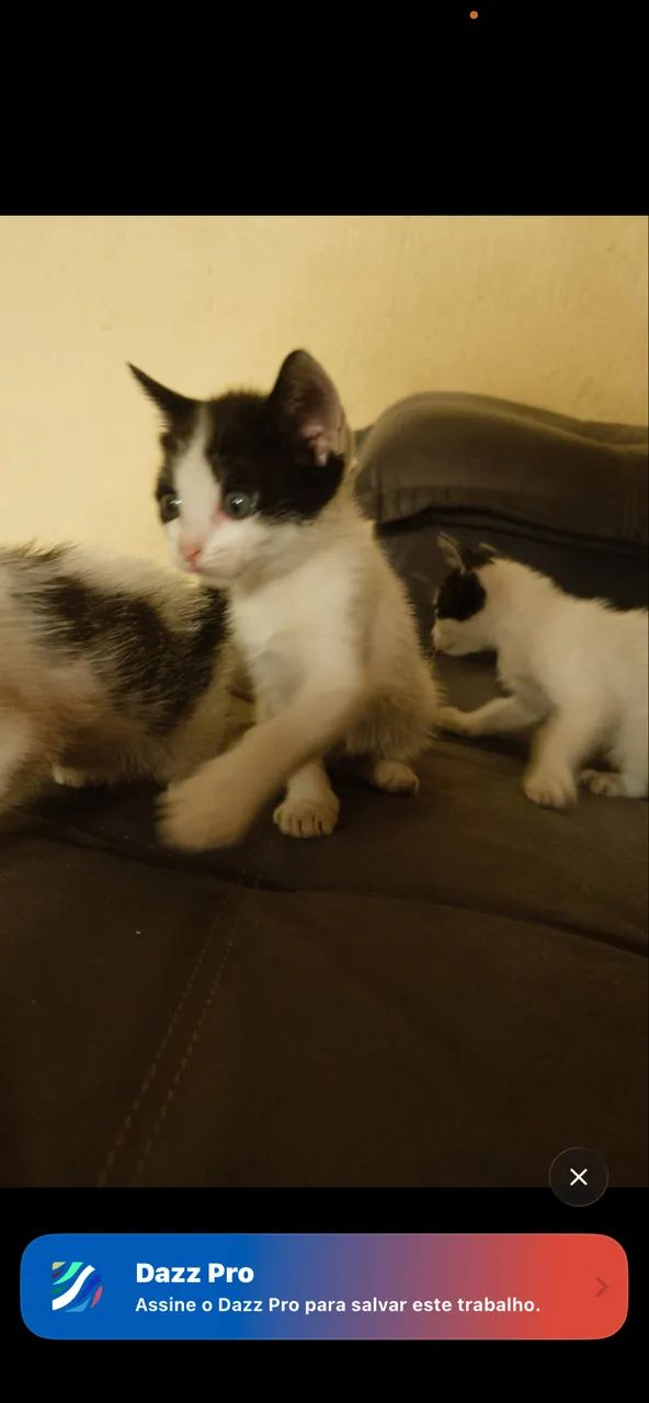 Filhotes de gato  - Foto 3