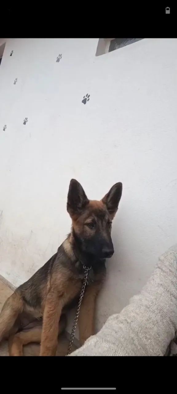 Fêmea de malinois  - Foto 3