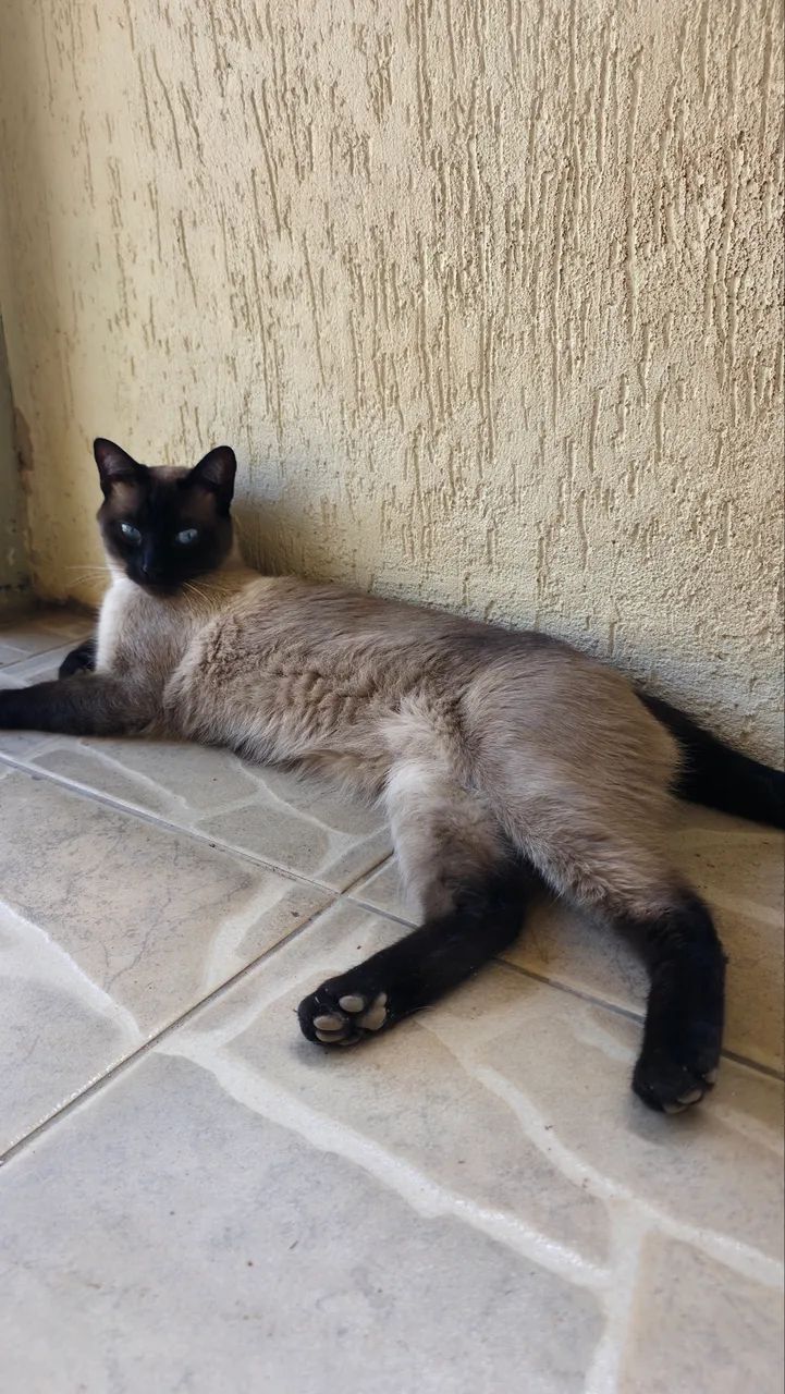 Doação de gatos - Foto 2