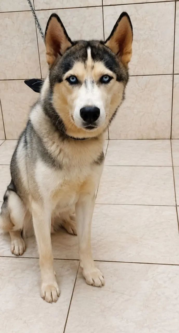  HUSKY SIBERIANO MACHO  - Foto 2
