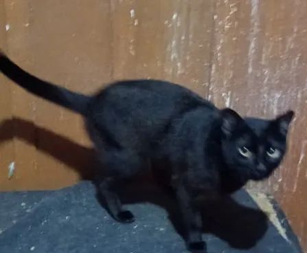 Doação de dois gatos machos - Foto 3