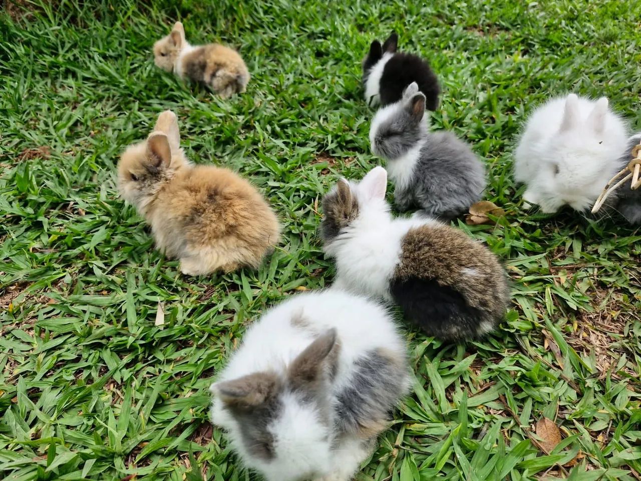 Mine Coelhos