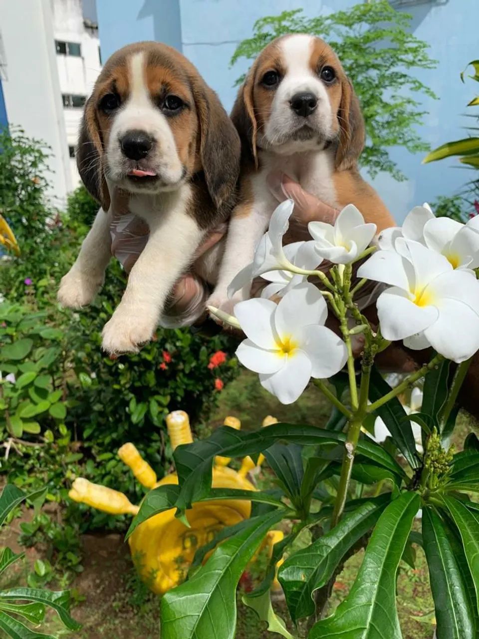 Beagle 13polegadas com pedigre disponíveis para venda  - Foto 3