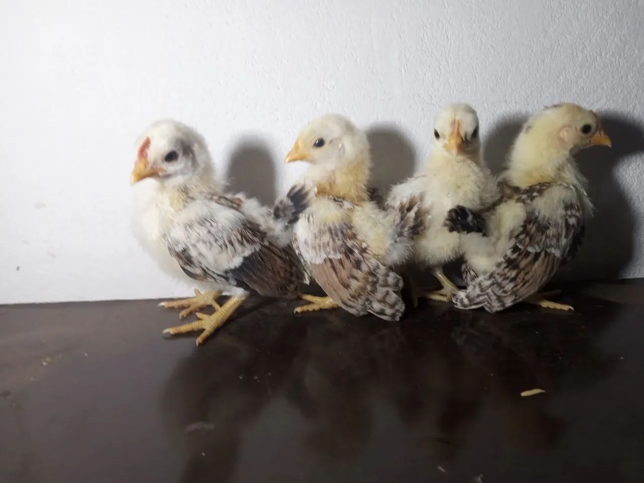 Casal de  Serama ótimo padrão genético  - Foto 5