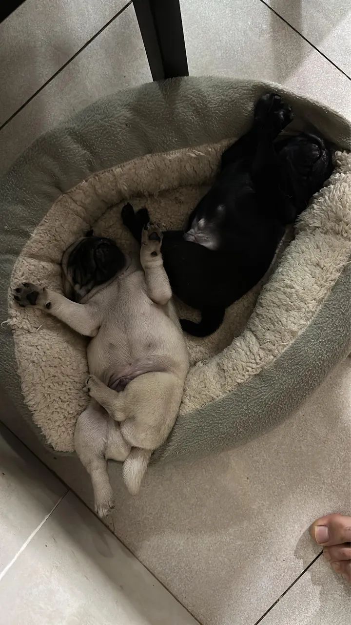 Filhote de Pug  - Foto 4
