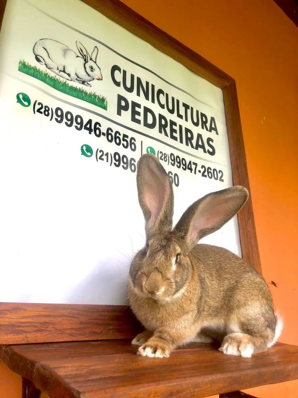 Coelhos gigantes  - Foto 5