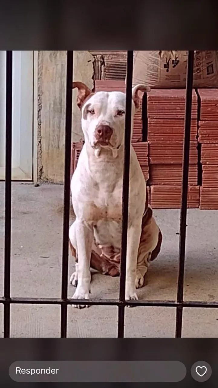 Filhote Pitbull  - Foto 5