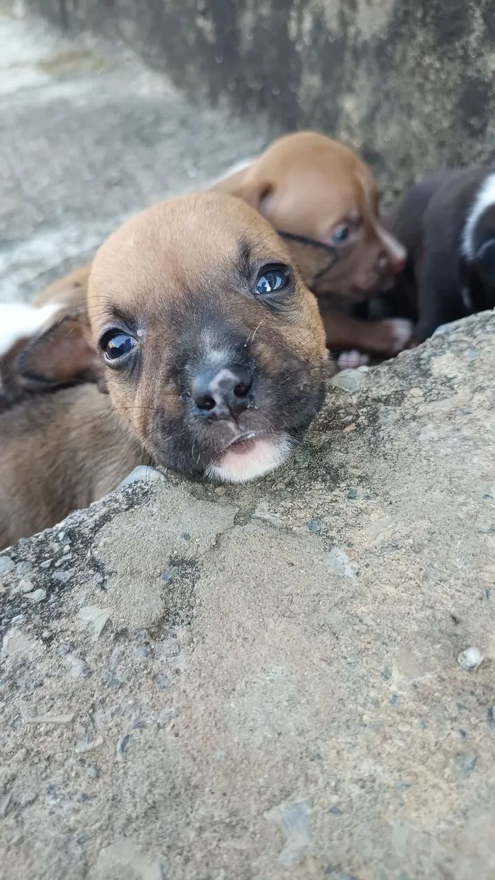 Pitibull red nose 