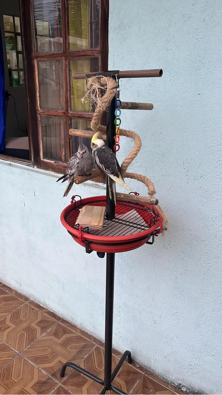 Gaiola para calopsita  - Foto 3
