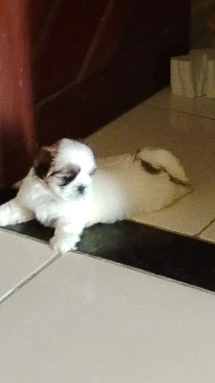 Shit tzu filhote  macho 800 - Foto 3