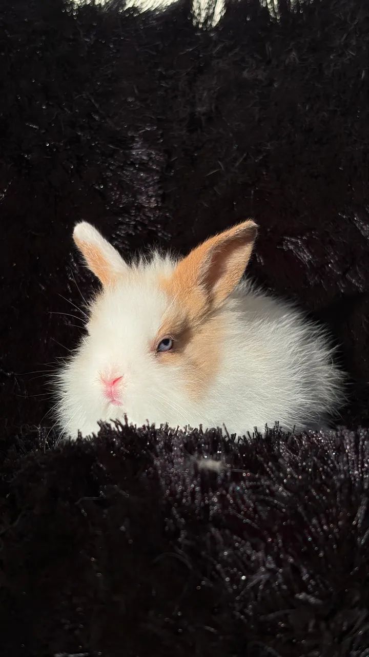 Filhote de Coelho - Lionhead