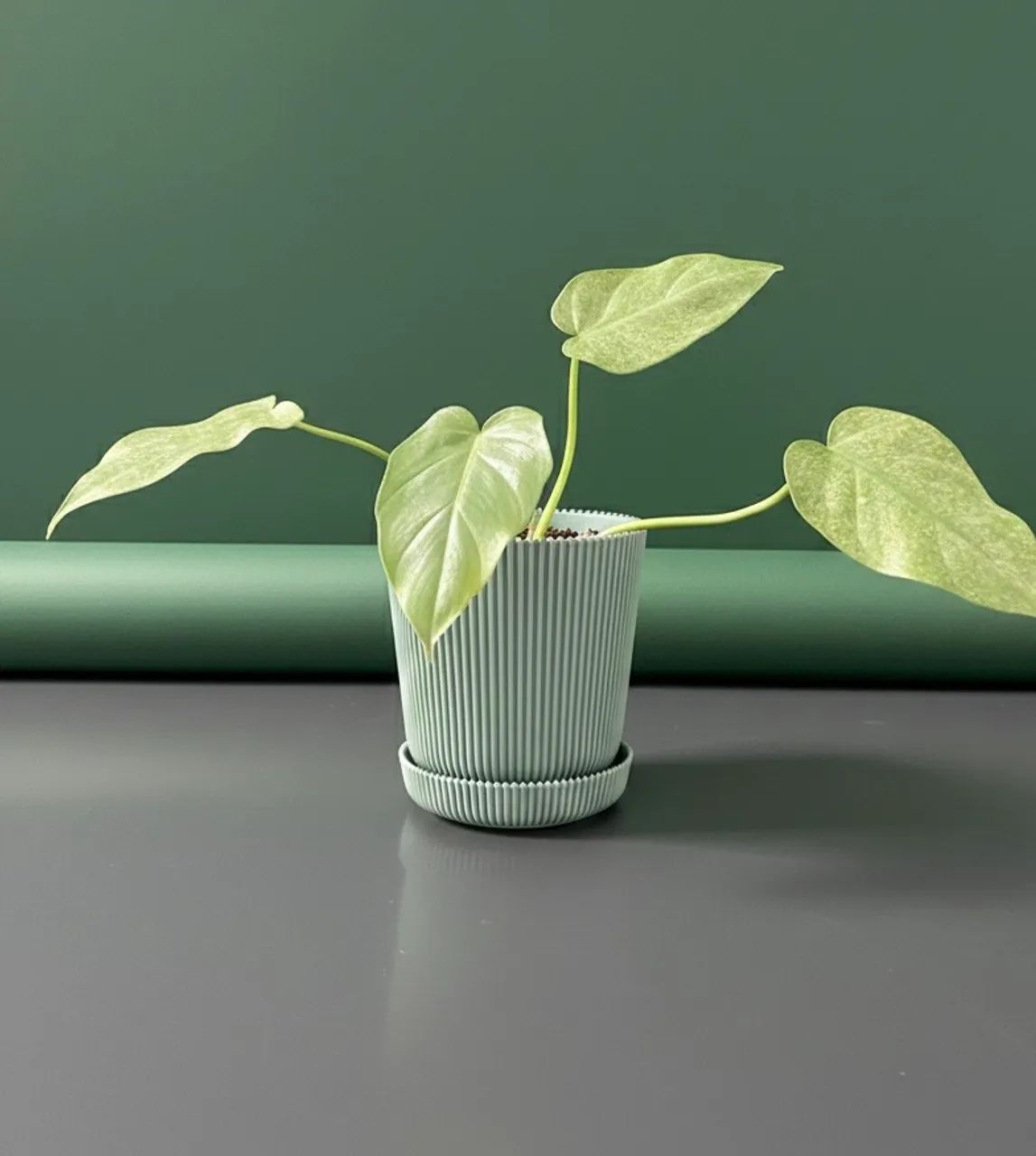 Lindas plantas com jarros  - Foto 5