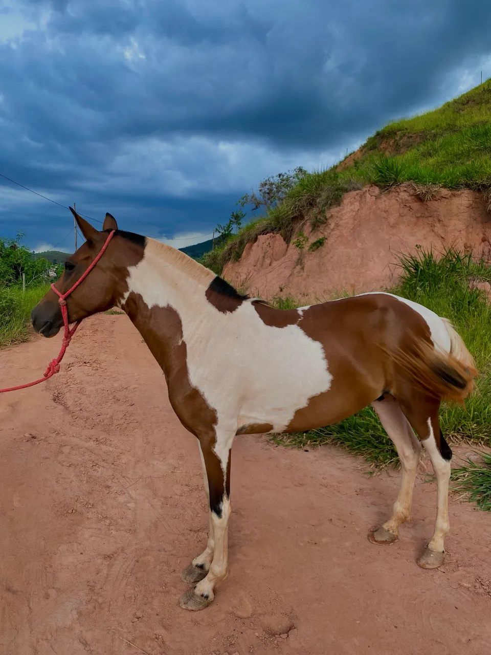 égua pampa  - Foto 2