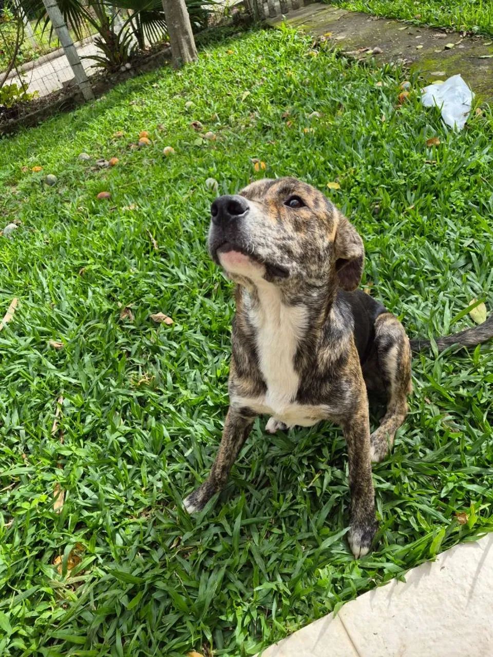 Doação de cachorrinho - Foto 3