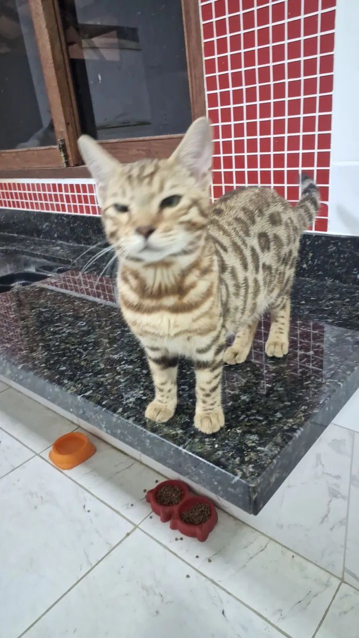 Gato BENGAL  em  promoção  - Foto 4