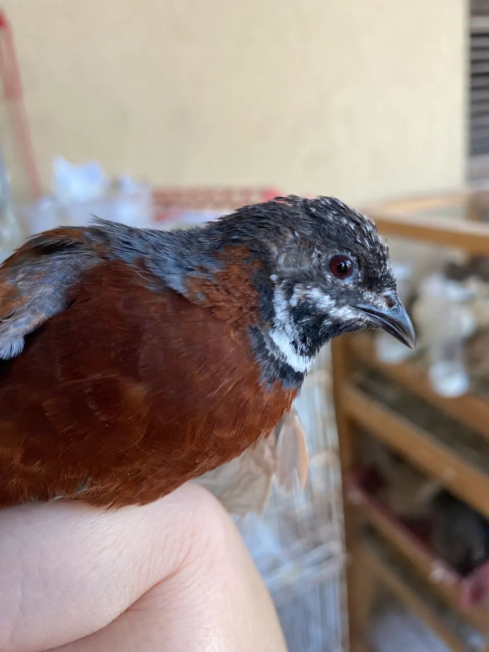 Ovos ferteis de codorna chinesa - Foto 3