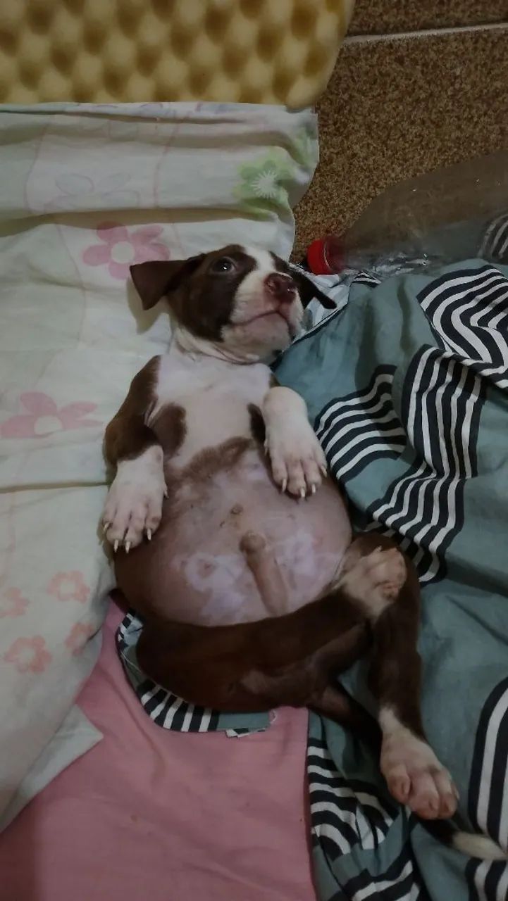 Filhote de Pit Bull  - Foto 3