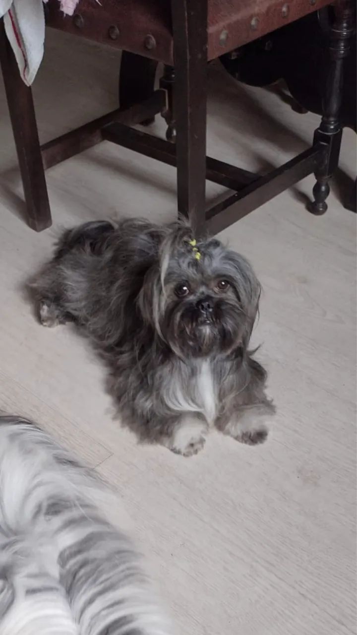 Shih Tzu - Foto 2